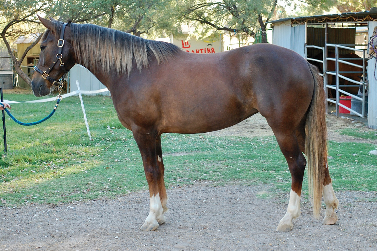 A Wilbur-Cruce strain of a Colonial Spanish Horse