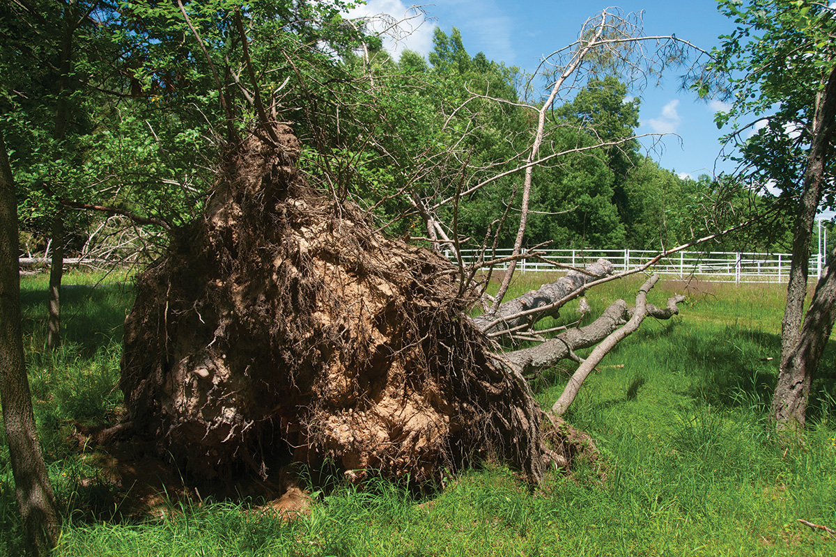 A downed tree on a horse farm after a storm