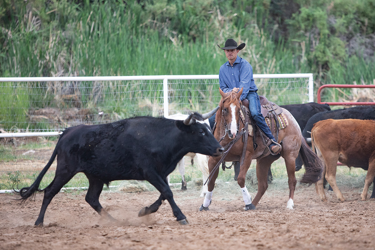 A working cow horse in an arena with a steer