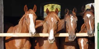Four Horses Staring